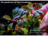 Буцефаландра Bucephalandra sp. Fake Semadang