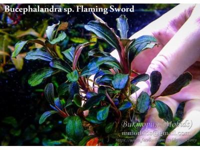 Буцефаландра Bucephalandra sp. Flaming Sword Буцефаландра Bucephalandra sp. Flaming Sword