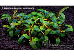 Буцефаландра Bucephalandra sp. Gianmara