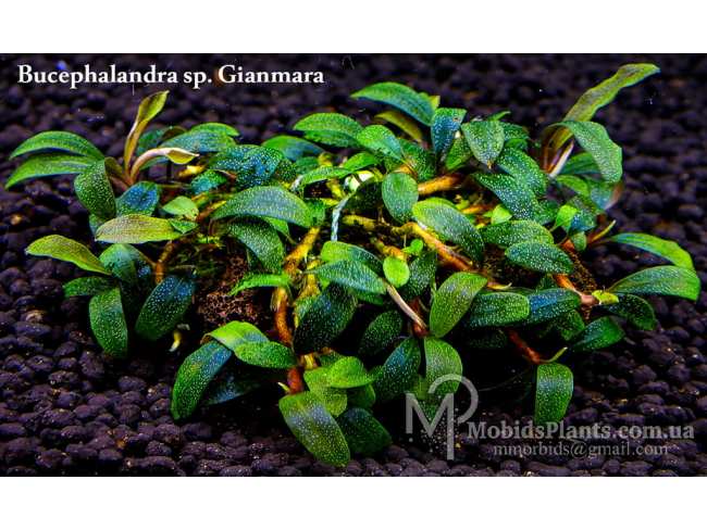 Буцефаландра Bucephalandra sp. Gianmara