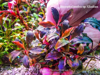 Буцефаландра Bucephalandra sp. Gladius Буцефаландра Bucephalandra sp. Gladius