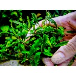Буцефаландра Bucephalandra sp. Godzila Green mini Буцефаландра Bucephalandra sp. Godzila Green mini
