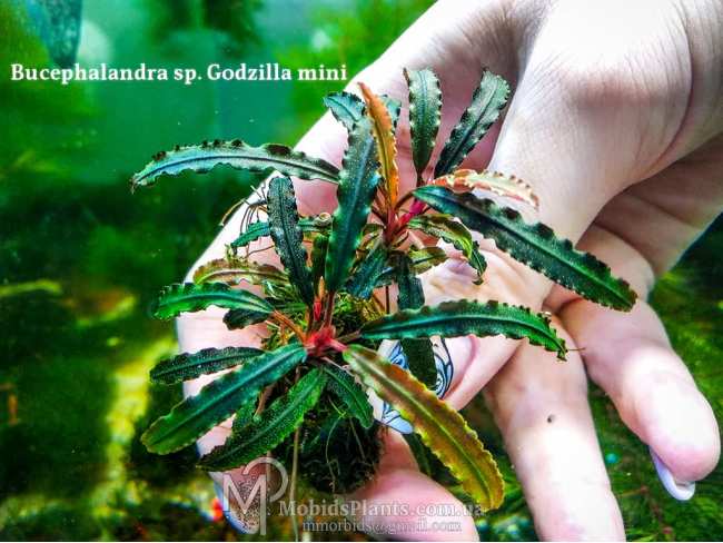 Буцефаландра Bucephalandra sp. Godzilla mini