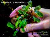 Буцефаландра Bucephalandra sp. Golden Shark