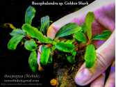 Буцефаландра Bucephalandra sp. Golden Shark