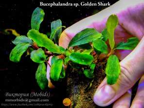 Буцефаландра Bucephalandra sp. Golden Shark