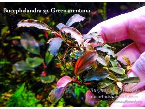 Буцефаландра Bucephalandra sp. Green acentana