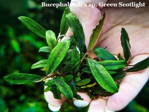 Буцефаландра Bucephalandra sp. Green Scotlight