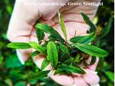 Буцефаландра Bucephalandra sp. Green Scotlight