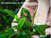 Буцефаландра Bucephalandra sp. Green Scotlight