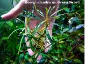 Bucephalandra sp. Green Sword