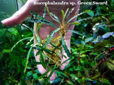 Буцефаландра Bucephalandra sp. Green Sword Буцефаландра Bucephalandra sp. Green Sword