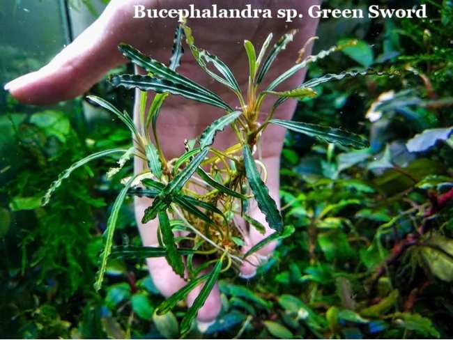 Bucephalandra sp. Green Sword