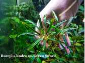 Bucephalandra sp. Green Sword Bucephalandra sp. Green Sword