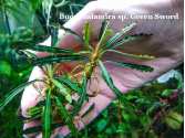 Bucephalandra sp. Green Sword Bucephalandra sp. Green Sword