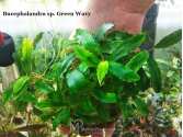 Буцефаландра Bucephalandra sp. Green Wavy