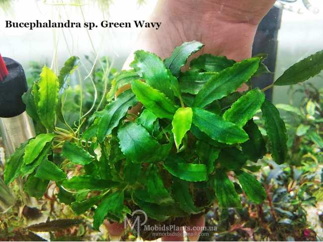 Буцефаландра Bucephalandra sp. Green Wavy