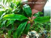 Буцефаландра Bucephalandra sp. Green Wavy