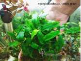 Буцефаландра Bucephalandra sp. Green Wavy