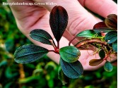 Буцефаландра Bucephalandra sp. Green Walley