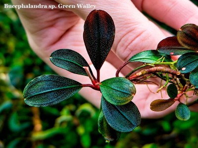 Буцефаландра Bucephalandra sp. Green Walley