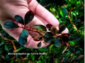 Буцефаландра Bucephalandra sp. Green Walley Буцефаландра Bucephalandra sp. Green Walley