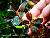 Буцефаландра Bucephalandra sp. Green Walley Буцефаландра Bucephalandra sp. Green Walley