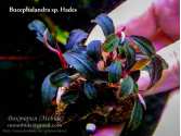 Буцефаландра Bucephalandra sp. Hades