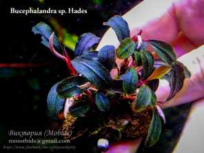 Буцефаландра Bucephalandra sp. Hades