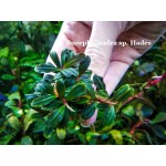 Буцефаландра Bucephalandra sp. Hades Буцефаландра Bucephalandra sp. Hades
