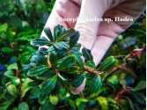 Буцефаландра Bucephalandra sp. Hades