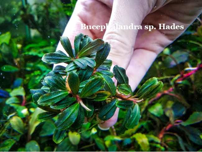 Буцефаландра Bucephalandra sp. Hades
