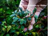 Буцефаландра Bucephalandra sp. Hades Буцефаландра Bucephalandra sp. Hades