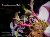 Буцефаландра Bucephalandra sp. Hades