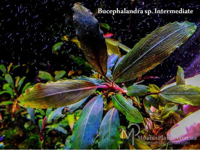 Буцефаландра Bucephalandra sp. Intermediate