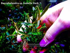 Буцефаландра Bucephalandra sp. Isabelle Dark