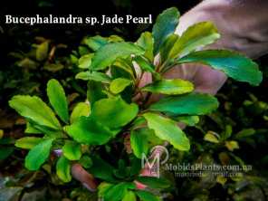 Буцефаландра Bucephalandra sp. Jade Pearl