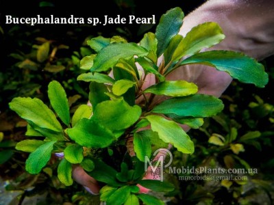 Буцефаландра Bucephalandra sp. Jade Pearl