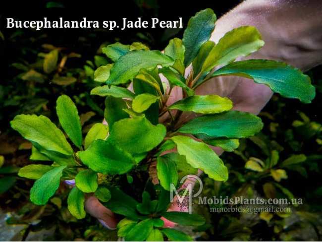 Буцефаландра Bucephalandra sp. Jade Pearl