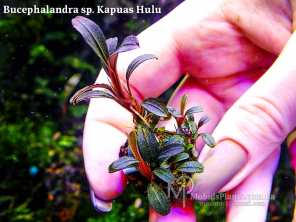 Буцефаландра Bucephalandra sp. Kapuas Hulu