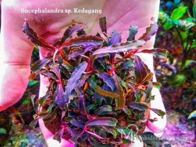 Bucephalandra sp. Kedagang