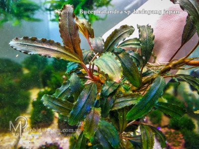 Bucephalandra sp. Kedagang japan Bucephalandra sp. Kedagang japan