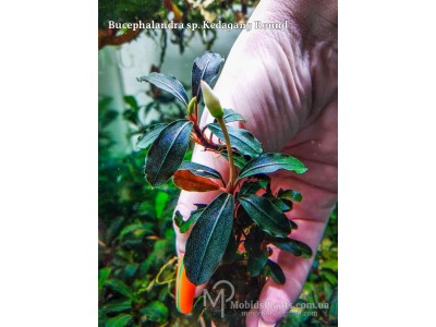 Bucephalandra sp. Kedagang Round