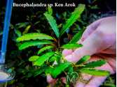 Буцефаландра Bucephalandra sp. Ken Arok