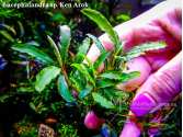 Буцефаландра Bucephalandra sp. Ken Arok