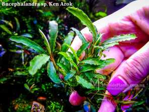 Буцефаландра Bucephalandra sp. Ken Arok