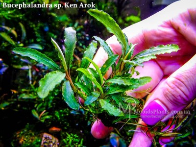 Bucephalandra sp. Ken Arok