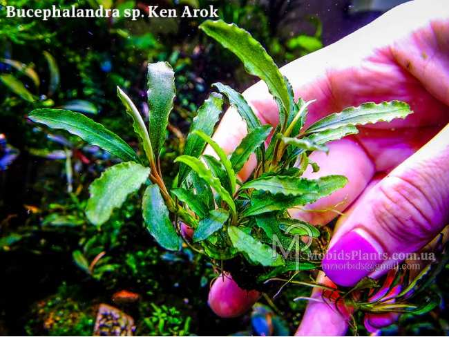 Буцефаландра Bucephalandra sp. Ken Arok