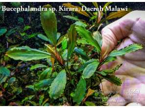 Буцефаландра Bucephalandra sp. Kirara