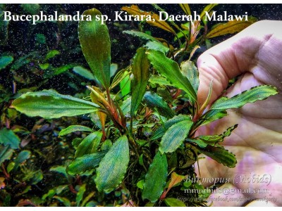 Bucephalandra sp. Kirara, Daerah Malawi